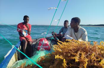 seaweed farming in Inhaca island Mozambique